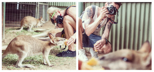 блондинка кормит кенгуру и фотографирует своего парня с татуировками, который снимает её в зоопарке