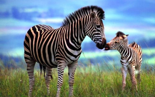 зебра целует в носик своего маленького зебренка