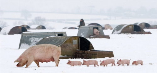 свинья и пять поросят зимой на снегу