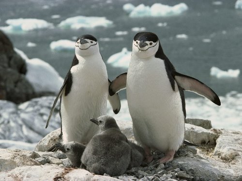 семья пингвинов с пингвинятами