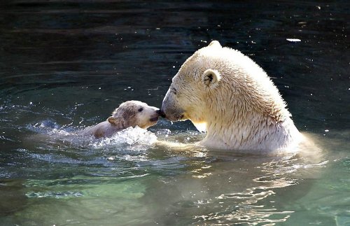 белые медведи плавают и дотрагиваются друг к другу носами