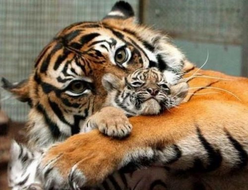 тигрица обнимает тигренка