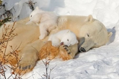 белая медведица спит на снегу со своими двумя малышами