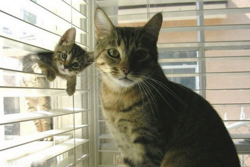 кошка и её котёнок застрявший в жалюзи