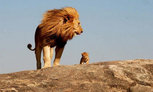 лев с львенком на горе
