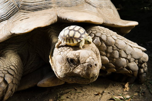 черепаха с черепашонком