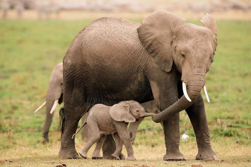 слониха ведет слоненка за хобот