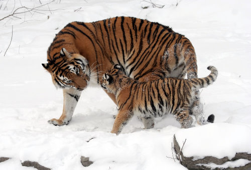 тигр с тигренком зимой на снегу