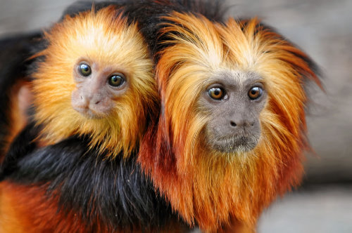 две ярко оранжевые обезьянки