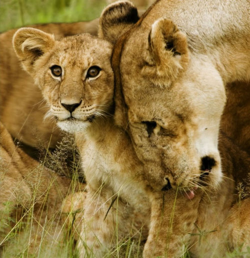 львица и львёнок занимаются ванными процедурами