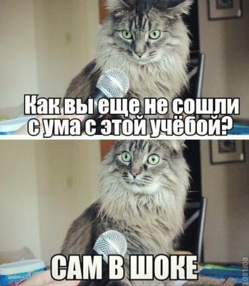 серый пушистый кот в шоке