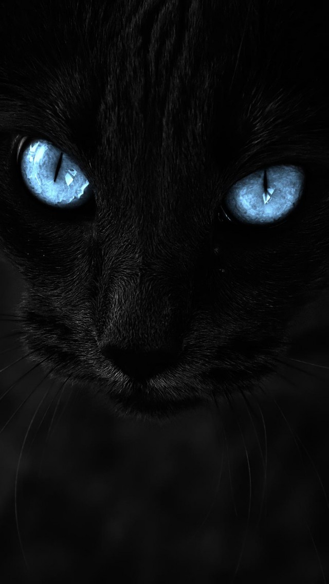 черный кот с голубыми глазами