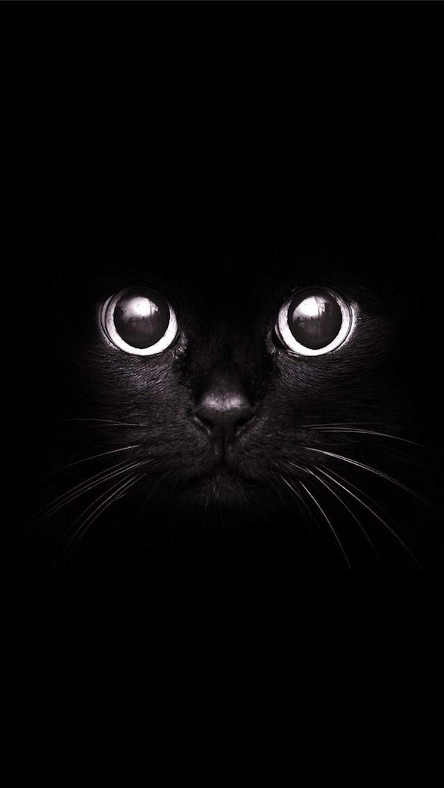 красивенные глаза черной кошки
