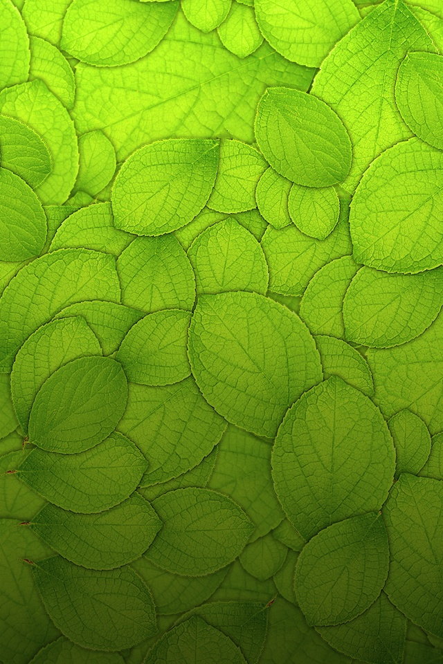 зеленые листья на рабочий стол