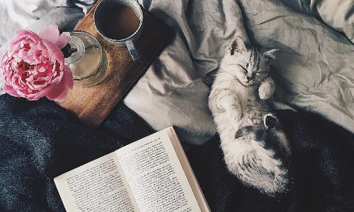 Серый котенок уютно лежит около книги, чашечки кофе и вазы с пионом
