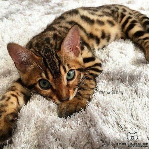 Кошка тигрового окраса с бирюзовыми глазами