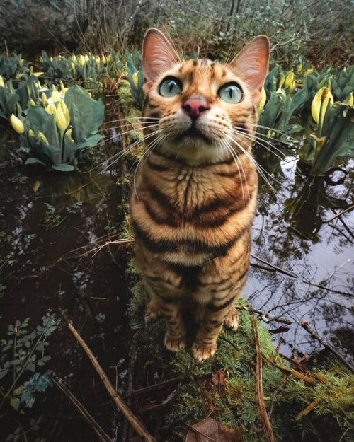 Смешной усатый тигровый кот среди цветов