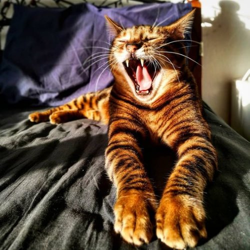 Кошка породы тойгер зевает в лучах солнца