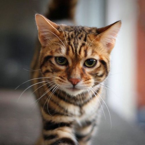 Грустный котик тигрового окраса