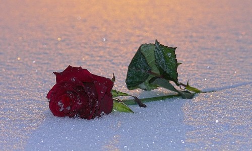  Роза на снегу