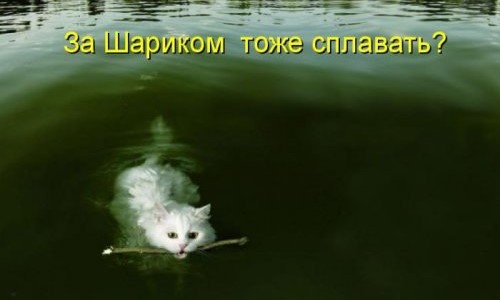  Картинки животных с надписями