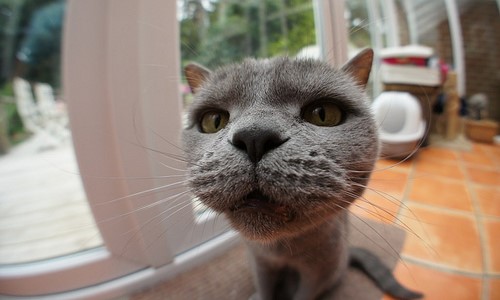  Кот фишай (эффект fisheye)