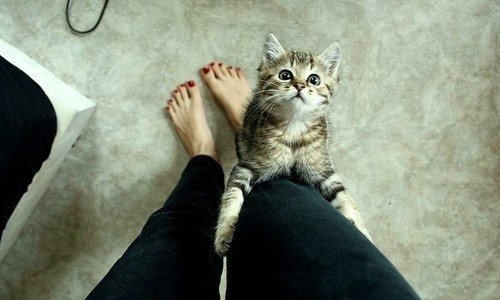 котенок карабкается по ноге девушки милое фото
