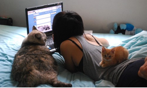 девушка с ноутом лежит на кровати рядом с жирным котом и маленьким рыжим котенком