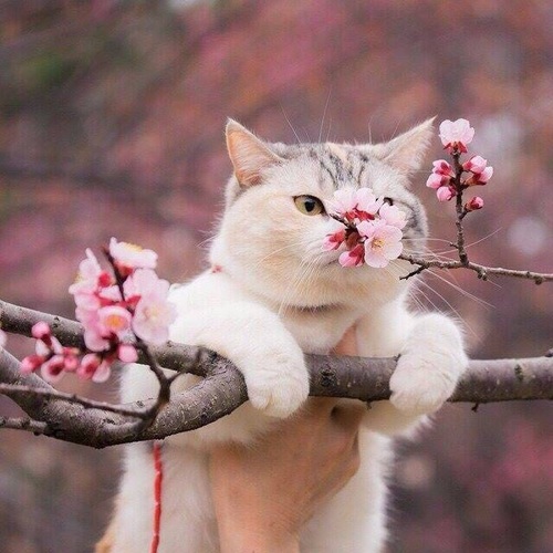 кошак нюхает цветущее весеннее дерево