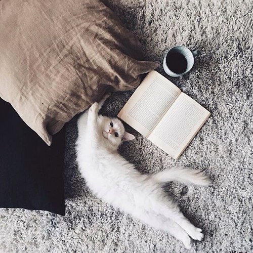 белый котенок потянулся утром в кроватке с книгой и кофе весной