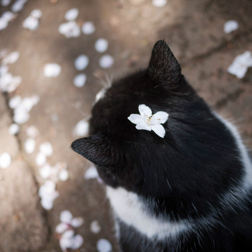 черно белый кот с цветком на голове