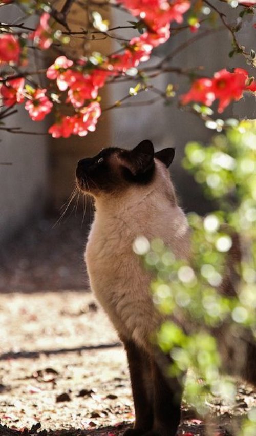 сиамская кошка под цветущим весенним деревом