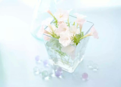 цветы в прозрачной вазе