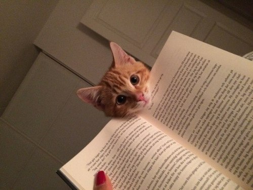 рыжий котенок мешает читать