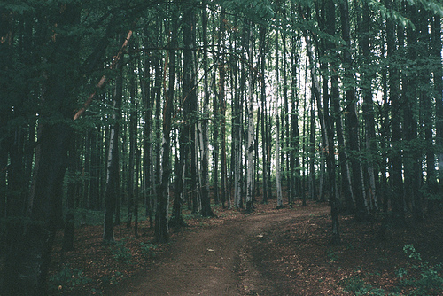 густой лес фотография для паблика с философскими цитатами