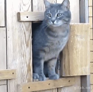 серые кошки выглядывают в дверцу