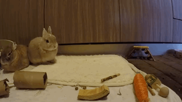 два кролика на ковре