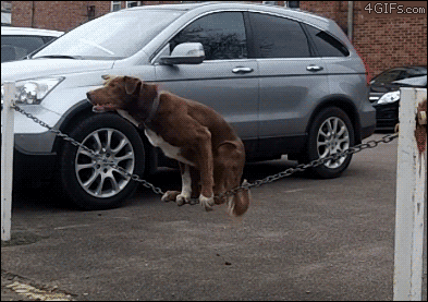 дрессированая собака качается на цепи