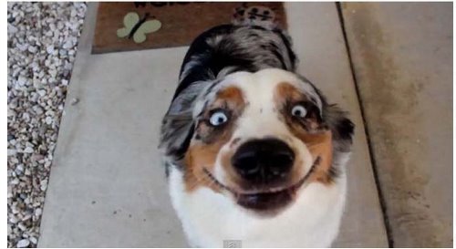 голубоглазая собака улыбается до ушей
