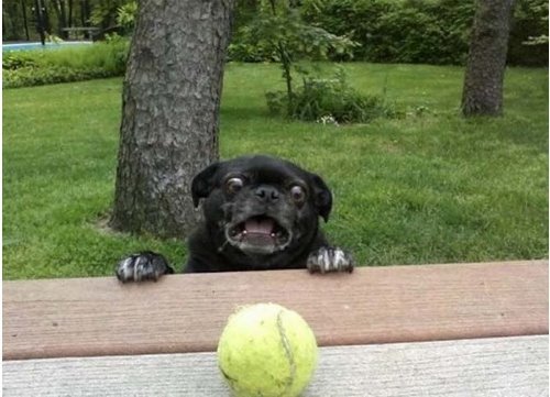 собака испугалась мячика