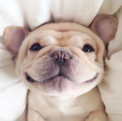 улыбающаяся собака в кроватке