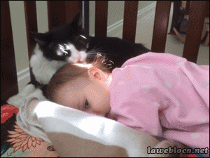 кошка моет голову ребенку