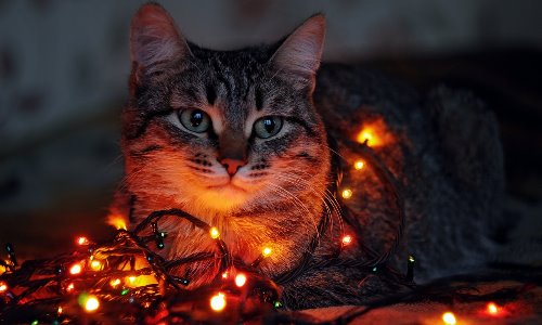 мечтательный котик в новогодней гирлянде