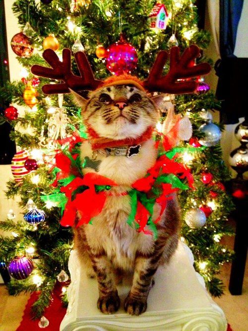 кот в костюме новогоднего оленя