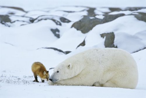 полярный медведь и лиса