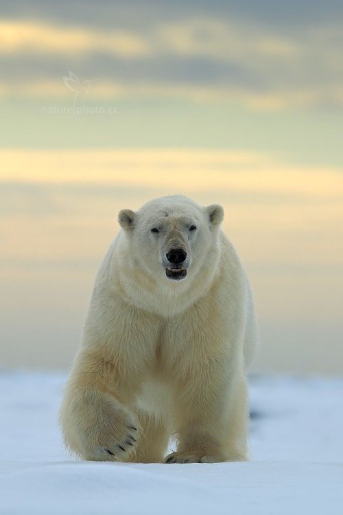 белый медведь фото