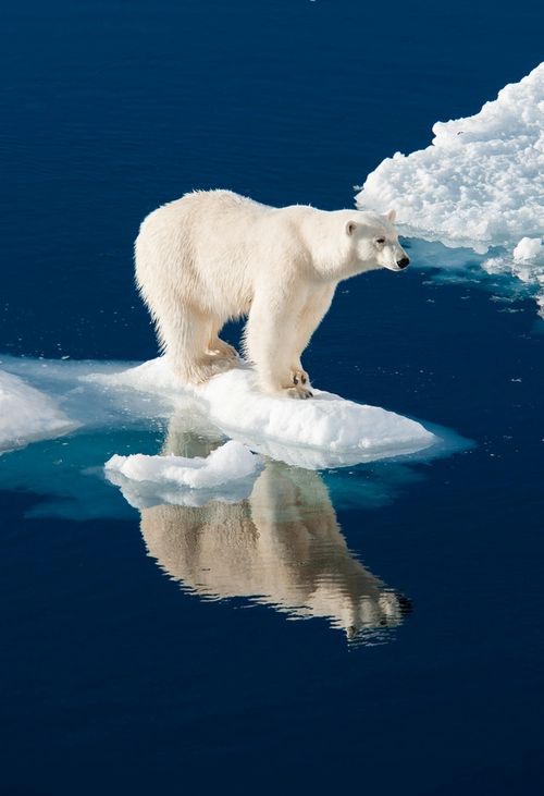 белый медведь на льдине