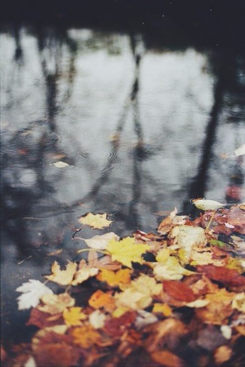 лужа с осенними листьями красивые фотографии осени