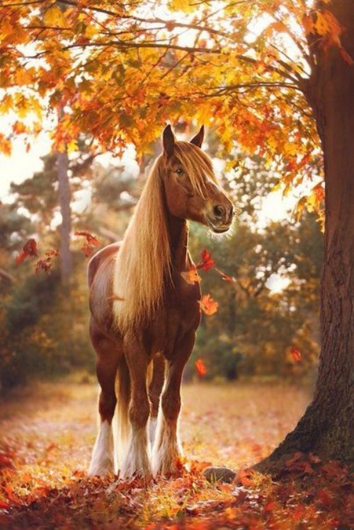 коричневая лошадь с светлой гривой под осенним деревом
