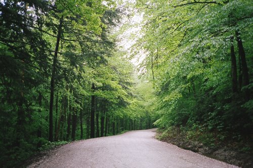 асфальтная дорога в лесу